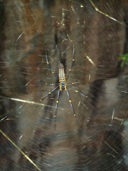 Riesig - aber zum Glueck nicht giftig
