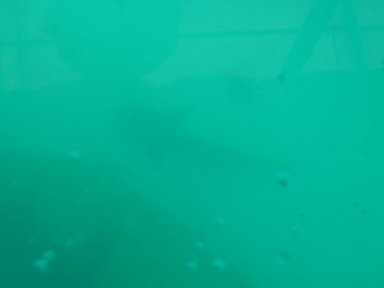 hier koennt ihr ein bisschen unseren Reef Shark sehen... 