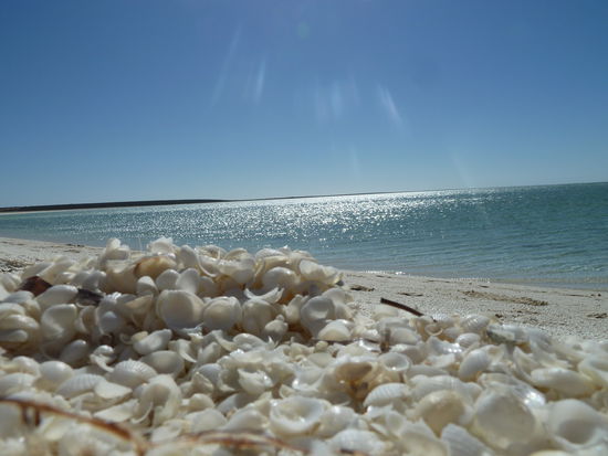 Shell Beach