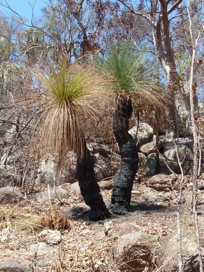 Teilweise sind wir durch Gebiete gewandert, bei denen kurz zuvor ein selbst gelegter Buschbrand war. Es werden hier immer wieder kleine Braende selbst gelegt, um einen Grossbrand zu verhindern...