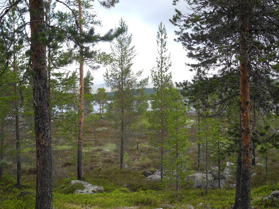 Der Waldboden war sehr feucht. Überall zwischen steinen und Bäumen befand sind unter einer üppigen Pflanzenschicht Wasser. Es war, als laufe man über einen großen Schwamm. Nur gut wenn Gummistiefel im Reisegepäck nicht fehlen.