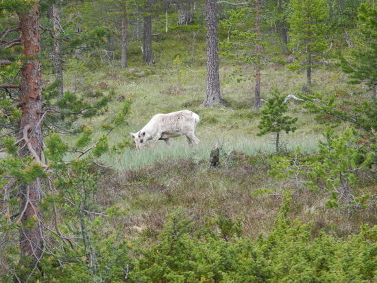Eines der eher seltenen Bergrentiere im Gutulia Nationalpark