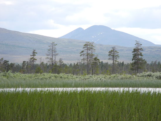 Das Sømaadelta ist geprägt von weitläufigen Feucht- und Sumpfgebieten an denen sich in der Ferne die Bergtundra anschließt. Der Isterensee ist nur geringfügig niedriger gelegen als der Femund und auch hier ist die Baumgrenze nicht fern.