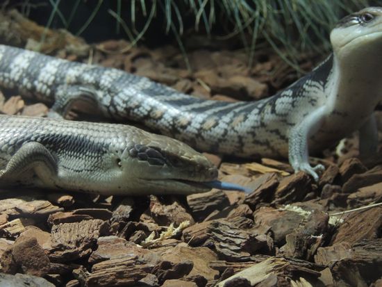 Eastern Blue Tongued Lizard. Die Zunge ist wirklich blau