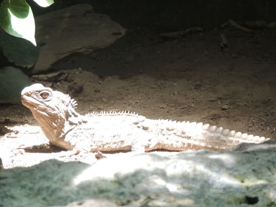 Eastern Water Dragon - ein Tier aus der Zeit der Dinosaurier.