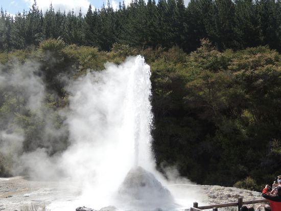 Lady Knox Geysir in Wai-O-Tapu