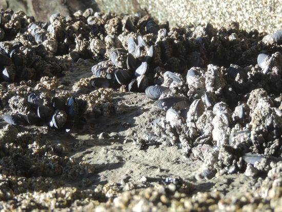 Da gerade Ebbe herrscht, können wir die leckeren Blue Mussels aus der Nähe sehen.