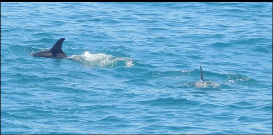 DA sind sie!!!! Erstmals sehen wir Bottlenose-Dolphines (Tümmler).