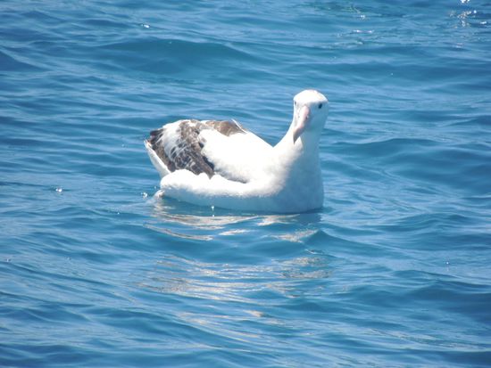 Zwischendurch treffen wir auch andere "Meeres"-Bewohner. Ein wunderschöner Albatros, schaut unserem Boot einige Minuten interessiert vom Wasser aus zu, bevor er sich wieder in die Lüfte schwingt. Diese riesigen Vögel haben eine Flügelspannweite von 3m. Die Weibchen sind schwarz, auch diese konnten wir beobachten.