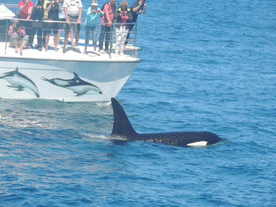 Aber eine Überraschung hält die Fahrt noch für uns bereit. Plötzlich tauchen Killerwale (die eigentlich Delfine sind) auf! Wir sehen 3 Tiere, die gemeinsam reisen (die aufgemalten an der Bordwand des anderen Schiffes zählen nicht, es waren wirklich 3 lebende  ).