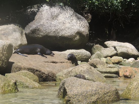 Beim Umrunden der kleinen Insel Tonga Island können wir Seelöwen (Fur Seals) mit ihrem 8-wöchigen Nachwuchs beobachten.