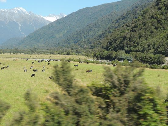 Kuhherden, im Hintergrund bereits alpines Gebirge