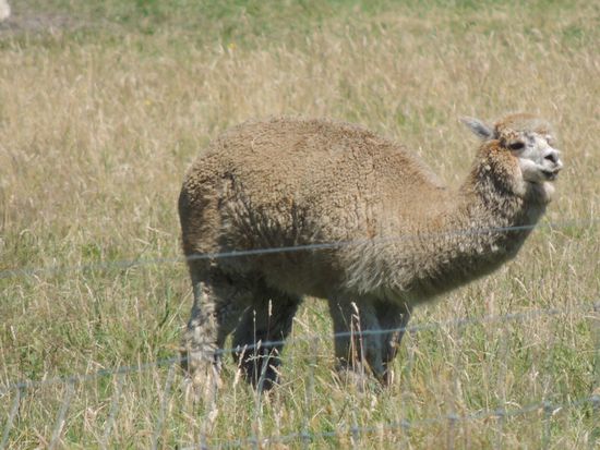 Alpakas ("Neuseeländische Giraffen"  )werden hier wegen der Wolle gehalten