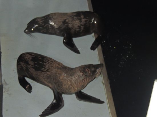 Erst gegen 22.30 ließen sich die Seelöwen blicken, dafür kamen sie zu uns auf das Schiff. Sie unterhielten uns mit Showeinlagen und Tauchvorführungen.