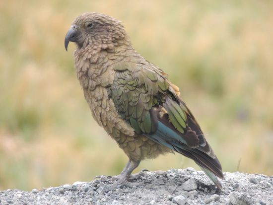 So schön, so frech, so intelligent, so zerstörerisch: der KEA