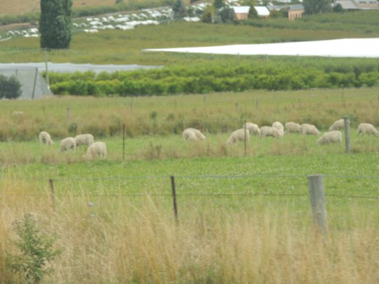 Central Otago: Schafe - Wein - Schafe ...