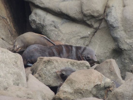 Moeraki - Seelöwen bei der Mittagsruhe. Es gibt dort eine Kolonie von etwa 150 Tieren 