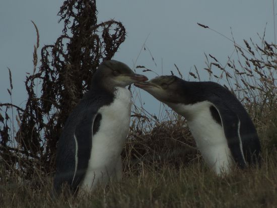 Moeraki - die "Gelbaugen-Pinguine" wohnen dort und lassen sich von den Besuchern so gut wie gar nicht stören. Bei nichts ...