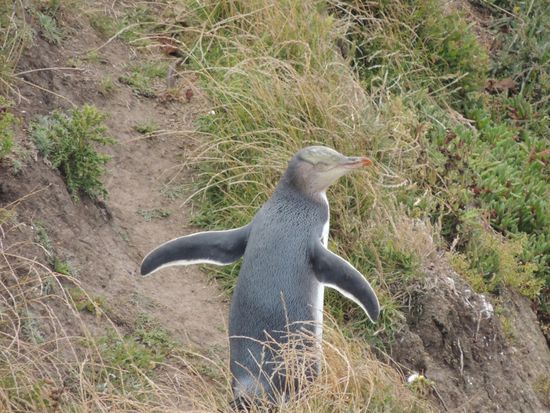 Zum Kühlen strecken sie ihre Flügel aus und verharren so hart am Wind. Minutenlang regungslos .
