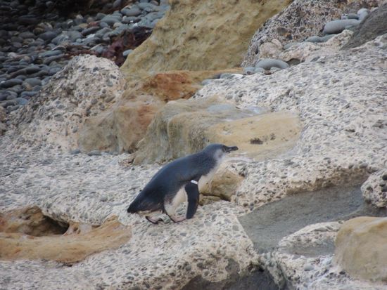 .... und hier sind sie: Blaue Punguine . Sie kommen bei Einbruch der Dunkelheit in mehreren Wellen aus dem Meer und watscheln strandaufwärts zu ihren Nestern.