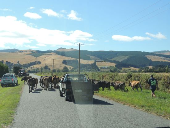 Überraschenderweise trafen wir bisher auf keine Schafherde mitten auf der Straße. Aber Kühe bewegen sich ähnlich langsam und behäbig ...