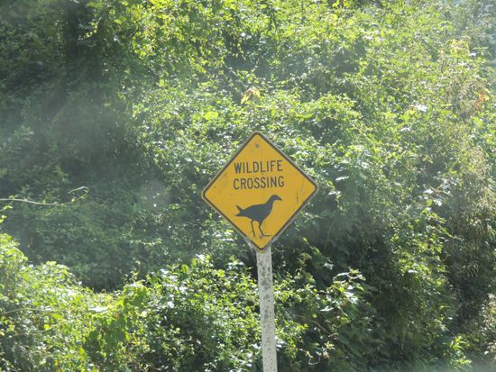 Auf der Banks Halbinsel gibt es viele Tiere ...