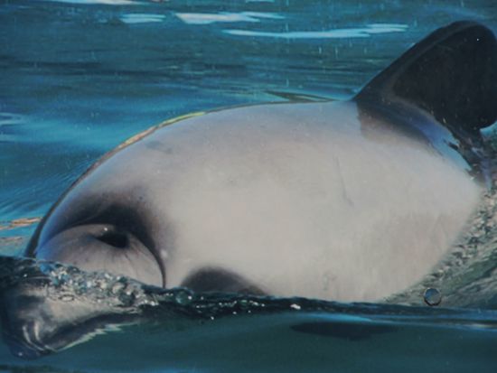 Soooooo nahe kamen wird den Hectordelfinen nicht ganz, aber ....