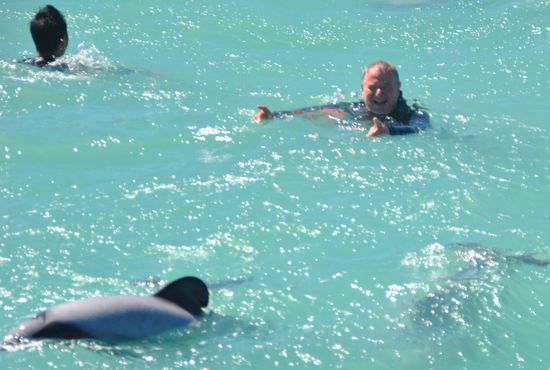 Im Wasser hatten wir die ganze Aufmerksamkeit der Hector-Delfine. Sie kamen manchmal allein, manchmal im Rudel, jedenfalls waren sie sehr neugiereig und schwammen ganz nahe rund um uns.