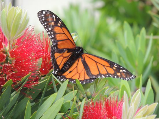 "Natur pur" in Devenport (selbst fotografiert!!)