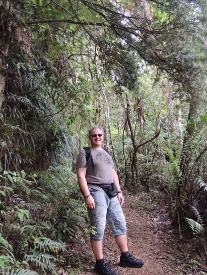 Waipoua Forrest - Wanderung im Kauri-Urwald