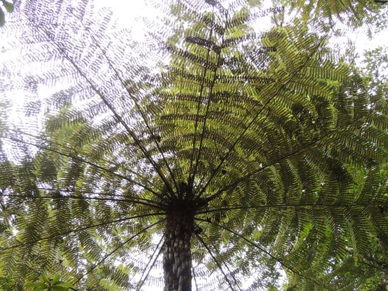 Blick nach oben in einen riesigen Farn-Baum