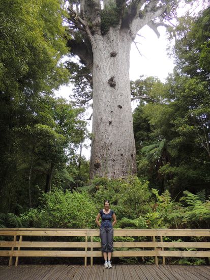 Tane Mahuta - in voller Pracht!