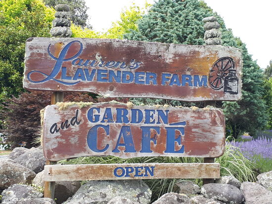 Zwischenstopp Lauren's Lavendelfarm