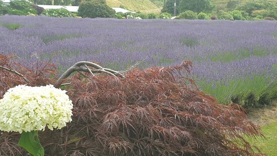 Lavendel soweit das Auge reicht