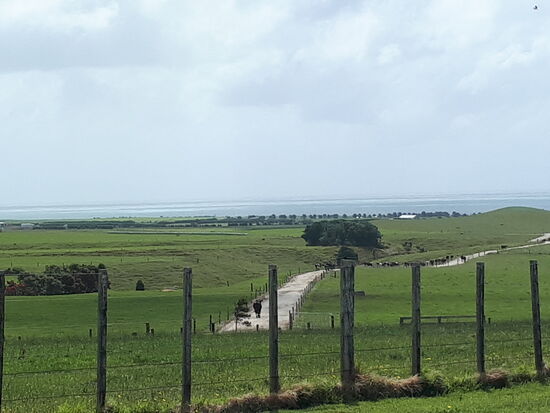 Kühe am Weg zum Melken - abseits des SH45  ...