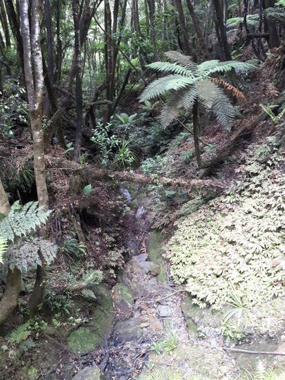 Eine Schlucht im Urwald