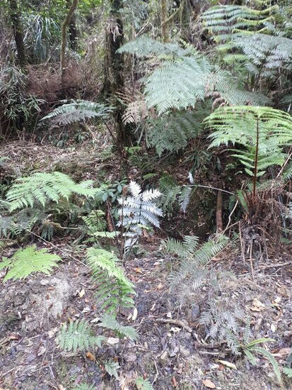 "Ur"wald - 95% erste Generation