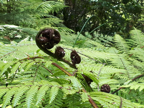 wie beispielsweise ein junger Farn beim Wachsen ...