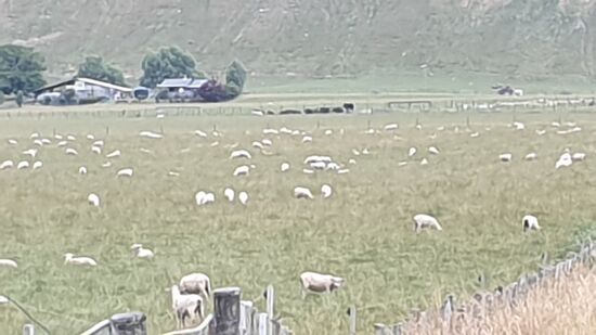 ... zwischen Schafherden ...