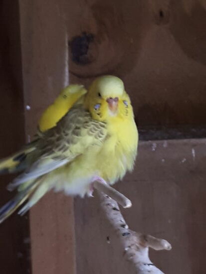 vielen anderen Vögeln, ...