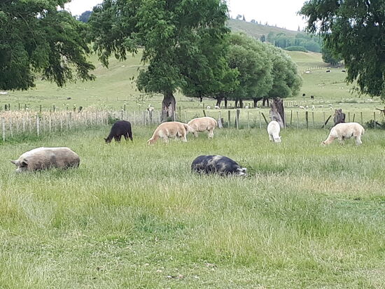 Schweinen und Schafen.