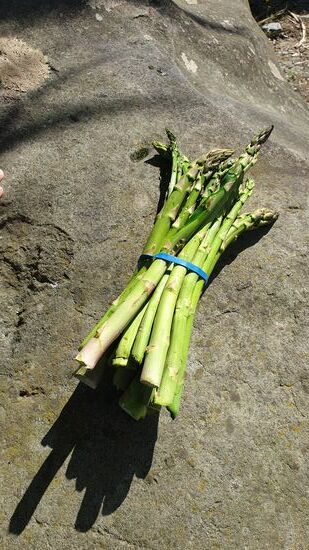 Frischer Spargel zum Abschied vom Awastone Campground. Der ist für den Griller vorgesehen 