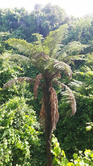 Üppige Vegetation ...
