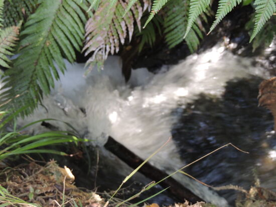 ... wilde Wasser ....