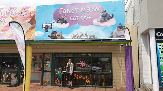 Ein Katzenkaffee. Leider muss man stundenweise fürs Katzenstreicheln bezahlen und darf dann nicht mal einen Kaffee dabei trinken . Klingt seltsam, ist aber so.