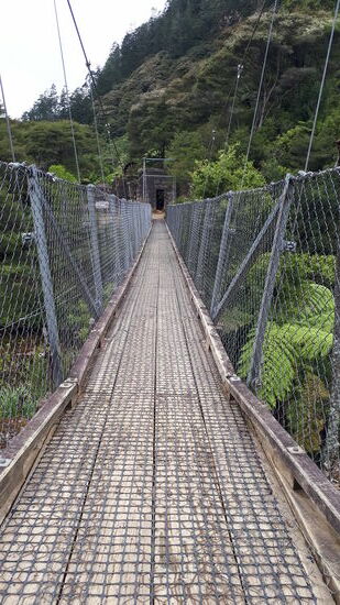 In den Urwald hinein ...