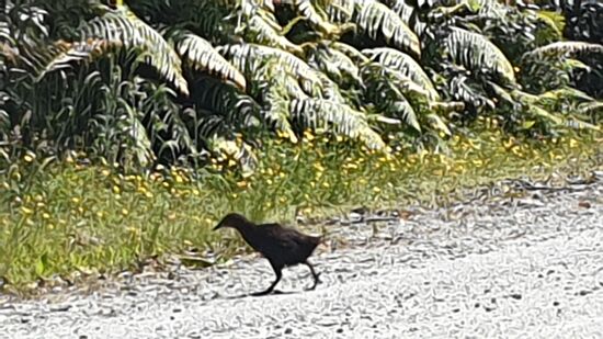 Am Weg zum Schiff laufen uns Kiwis ... ah nein ... Wekas ... über den Weg
