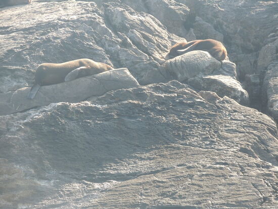 und noch mehr Fur Seals