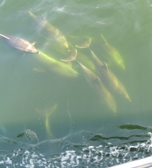 ... und da kommen sie - die Delfine