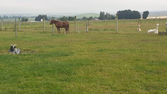 Kaffeepause mit Tieren